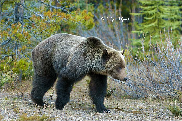 Mountain Grizzly Bear 119 by Dr. Wayne Lynch &copy;